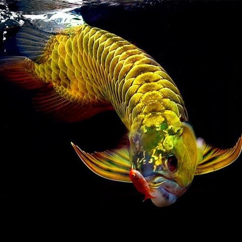 紅龍魚頭像2023最新款圖片大全