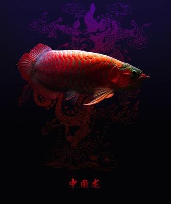 紅龍魚頭像2023最新款圖片大全