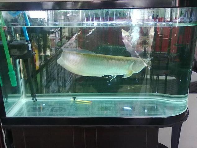 30厘米的銀龍魚需要多大魚缸呢圖片