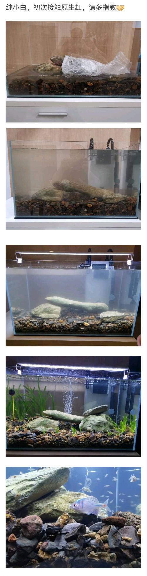 30厘米的銀龍魚需要多大魚缸呢圖片