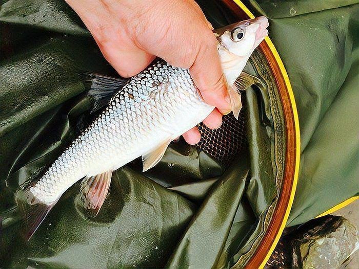 紅尾魚能長多大幾斤