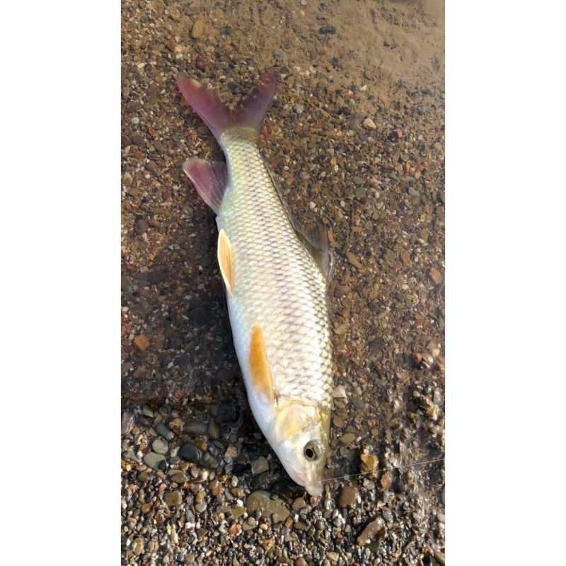 紅尾魚能長多大幾斤