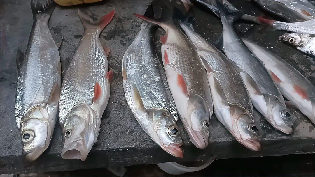 紅尾魚能長多大幾斤