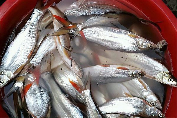 紅尾魚能長多大幾斤