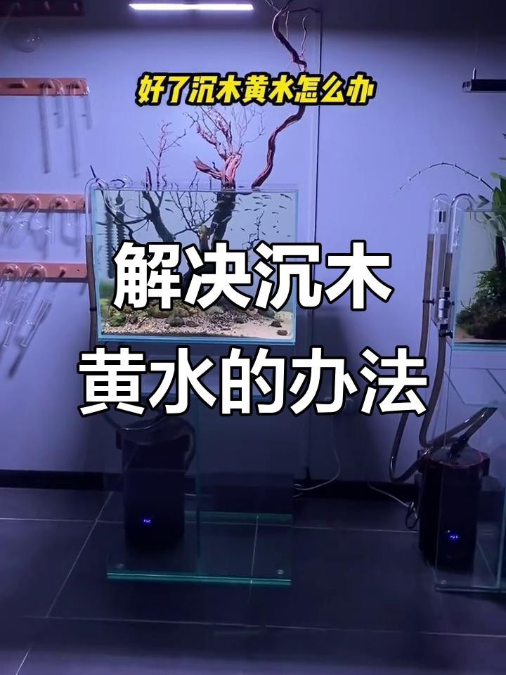 府谷縣觀賞金龍水族館（府谷縣觀賞金龍水族館電話）