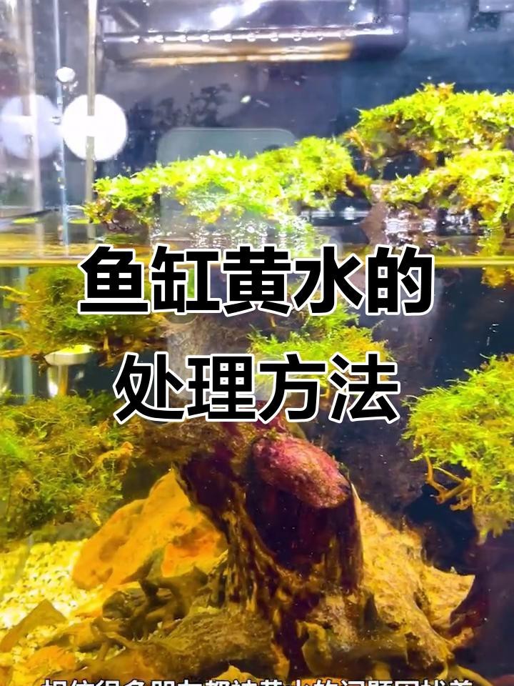 府谷縣觀賞金龍水族館（府谷縣觀賞金龍水族館電話）