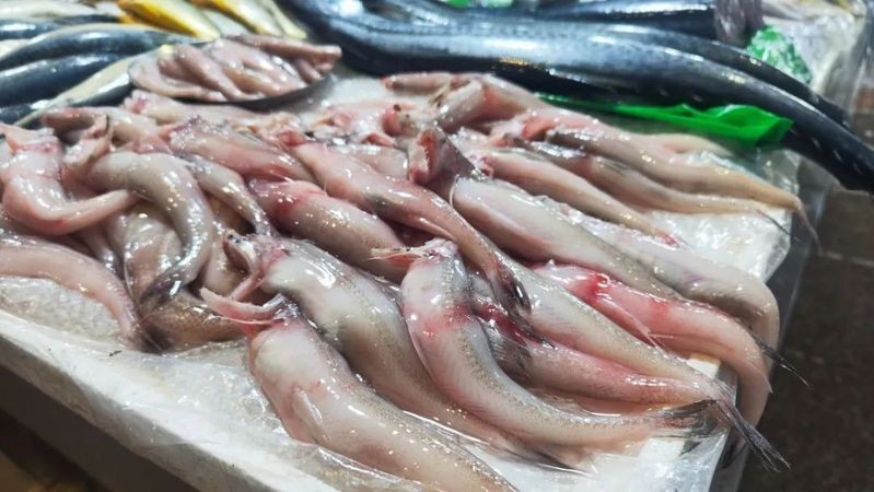 龍頭魚的價格是多少