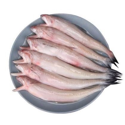 龍頭魚的價格是多少