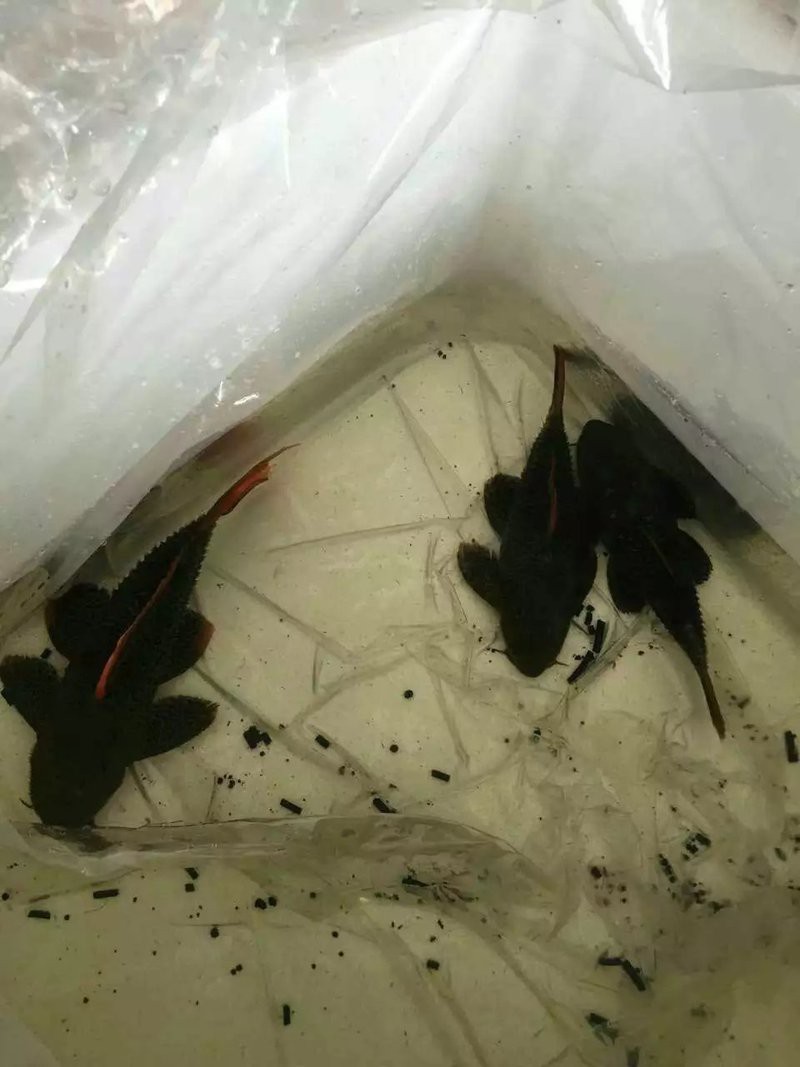 帝王血鉆異型魚