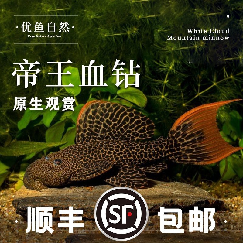 帝王血鉆異型魚