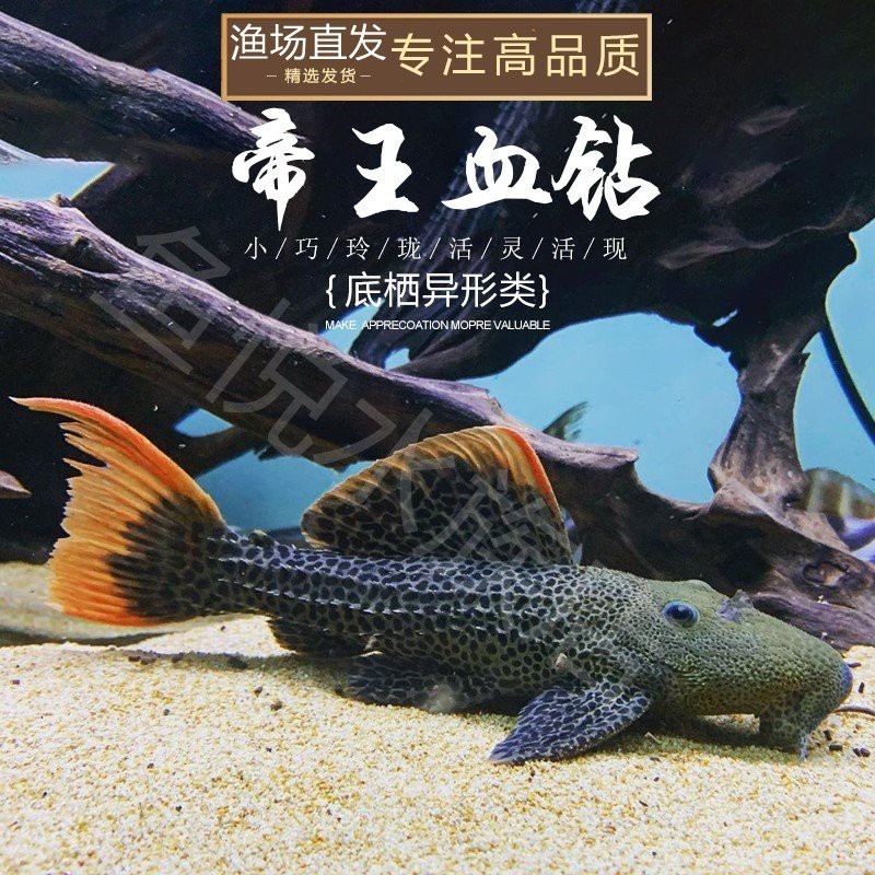 帝王血鉆異型魚
