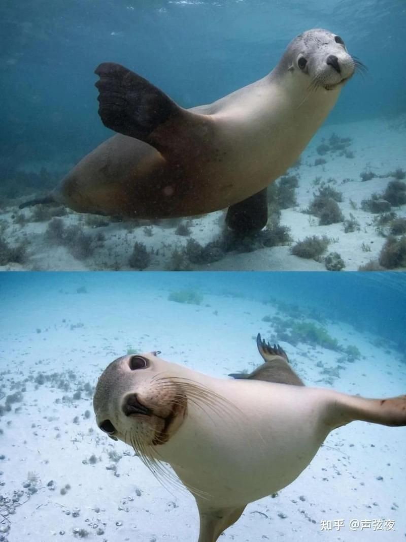海豹,海獅,海象怎么區(qū)分