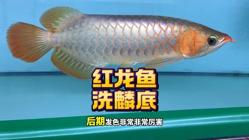 紅龍魚底色發綠好不好
