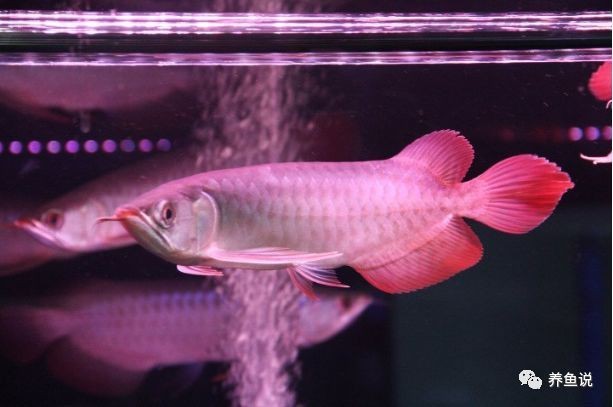 紅龍魚底色發綠好不好