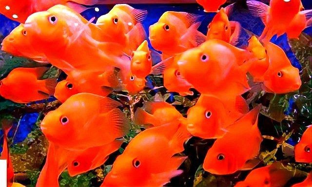 紅財(cái)神魚(yú)鸚鵡魚(yú)