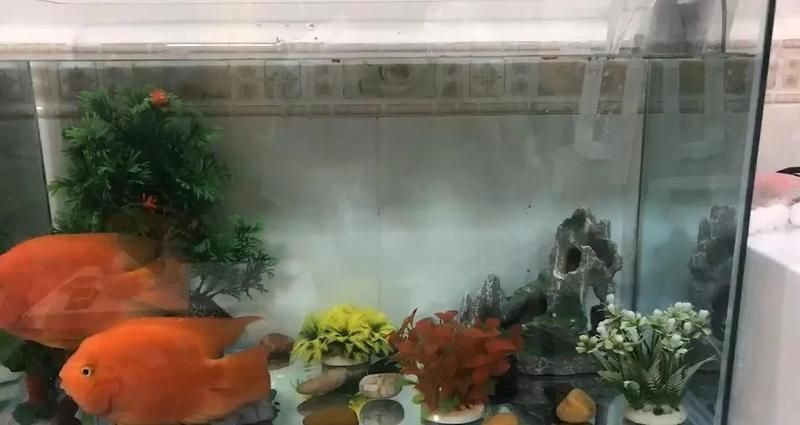 紅財(cái)神魚(yú)鸚鵡魚(yú)