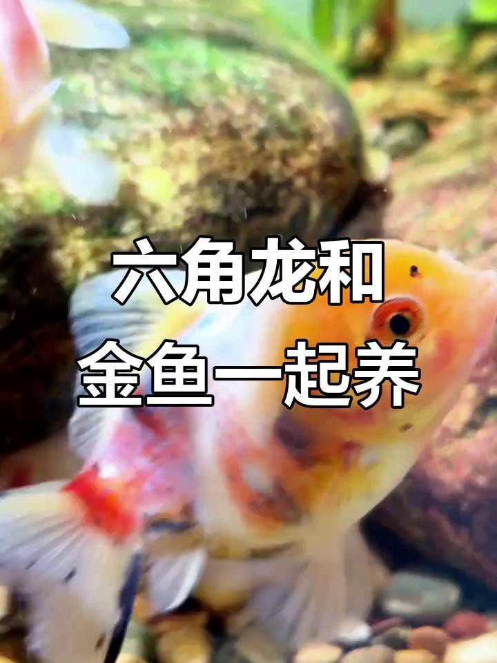 六角龍魚的最佳混養比例
