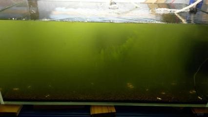 醴陵市王仙鎮三獅水族館：醴陵市王仙鎮三獅水族館電話