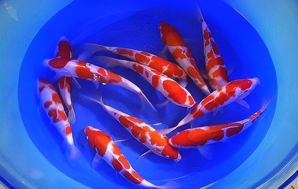風水龍魚養幾條好旺財運