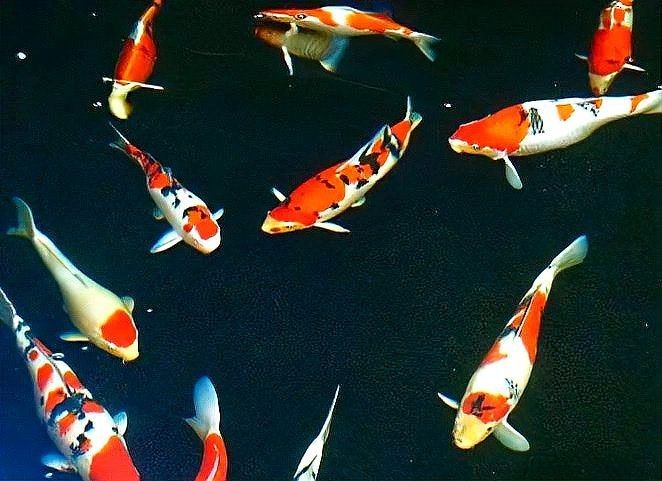 紅財神魚養幾條好