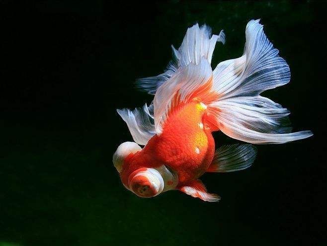 紅帽金魚爛頭怎么補(bǔ)救