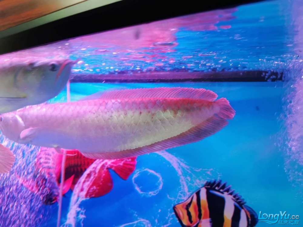 我的銀龍魚得了什么病 求大神指教魚鱗上 白色偏暗