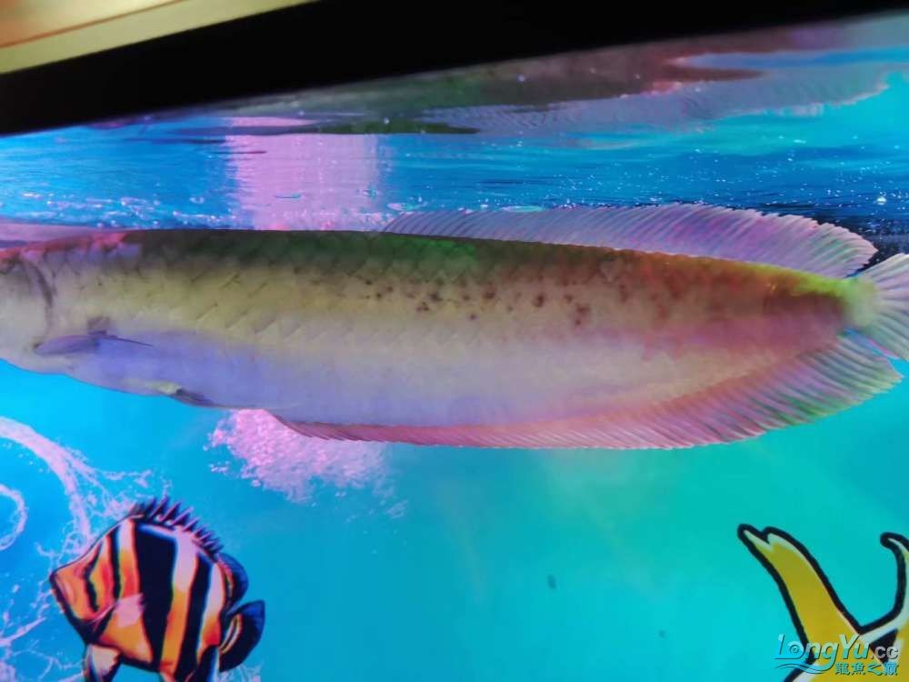 我的銀龍魚得了什么病 求大神指教魚鱗上 白色偏暗