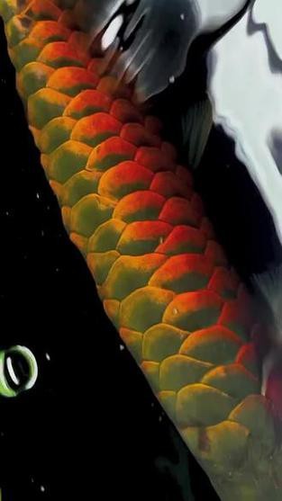 紅龍魚品牌等級排名圖片及價格介紹