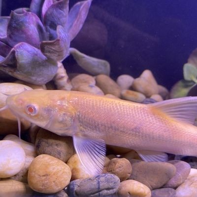 新野縣鑫龍水族魚藥魚需經營部（新野漁具店）