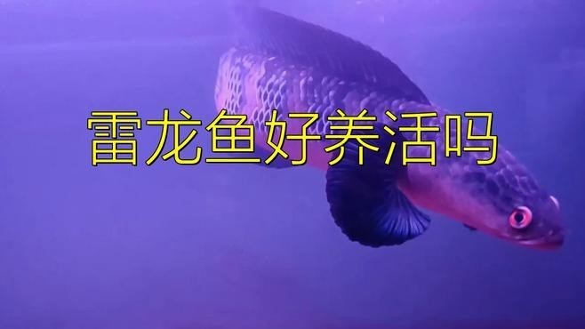 雷龍魚哪種漂亮又好養