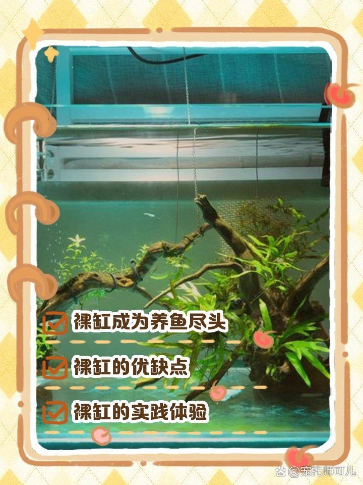 狗頭魚裸缸好還是放東西