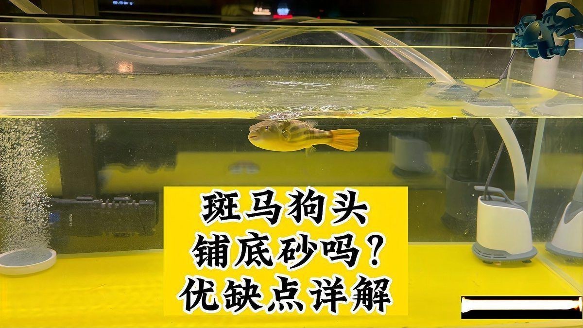 狗頭魚裸缸好還是放東西