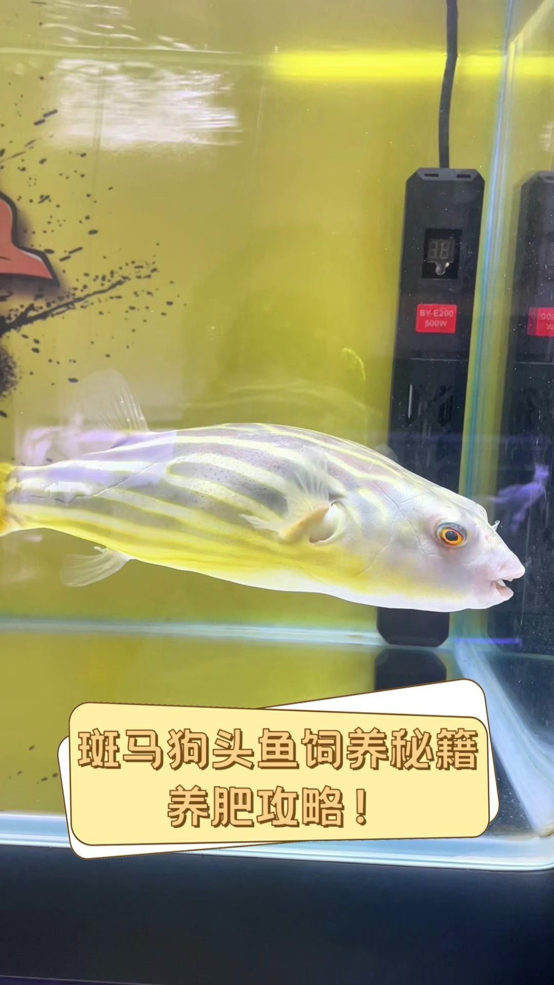 狗頭魚裸缸好還是放東西