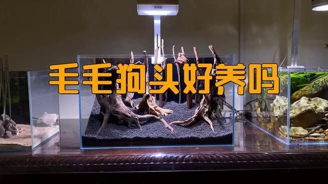 成都樂山觀賞魚店鋪推薦及地址，樂山觀賞魚店鋪推薦