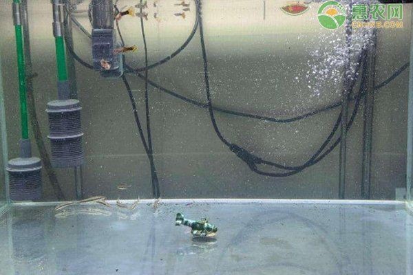 狗頭魚裸缸好還是放東西