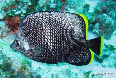 最貴的魚十大排名