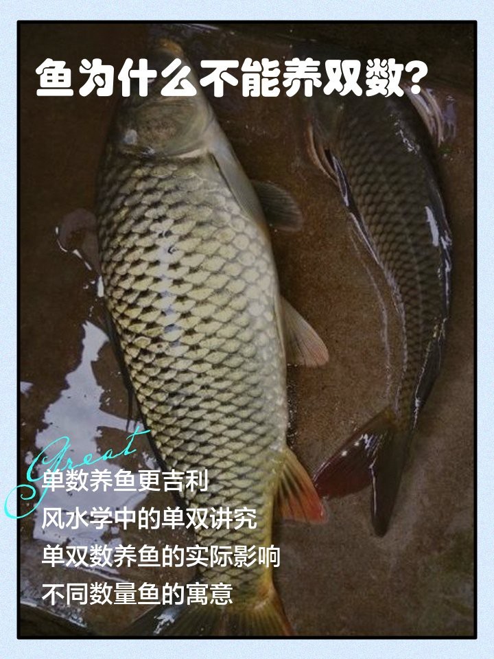 龍魚養2條好風水