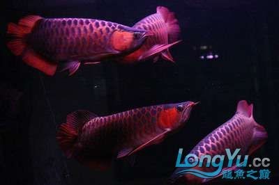 龍魚養2條好風水
