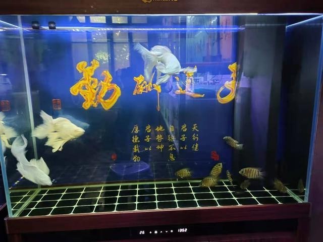 銀龍魚長的快不快