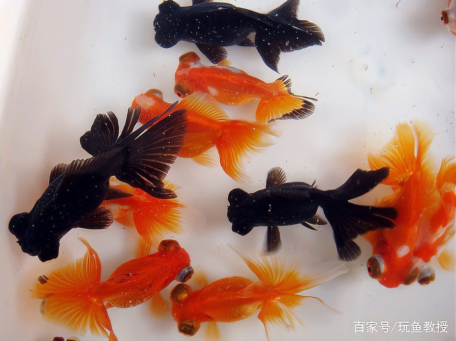 短身紅龍魚適合新手嗎？