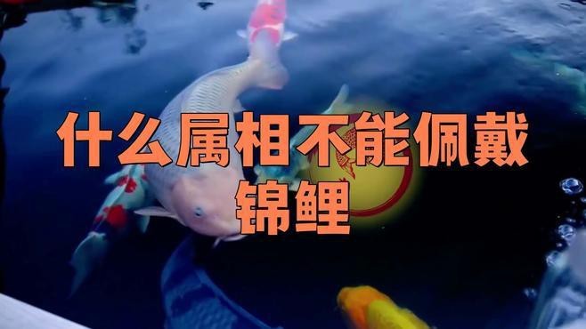 屬龍人佩戴魚飾品有哪些禁忌？