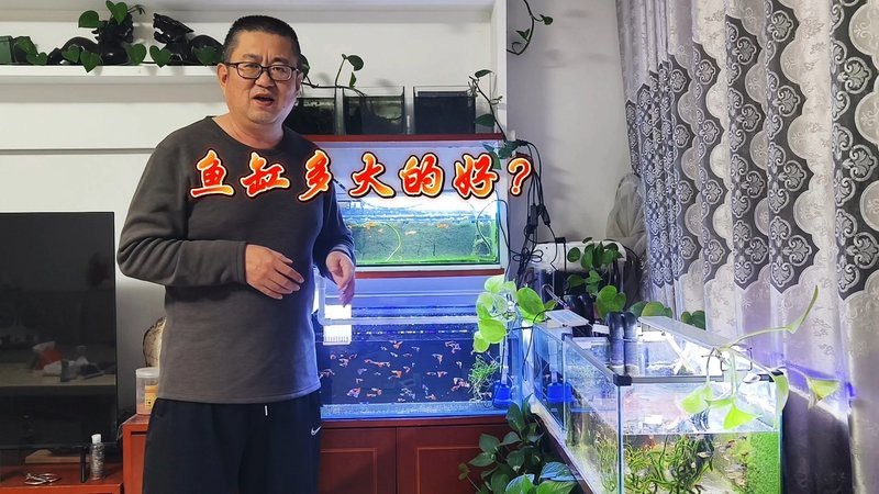 養吉羅魚要多大的魚缸