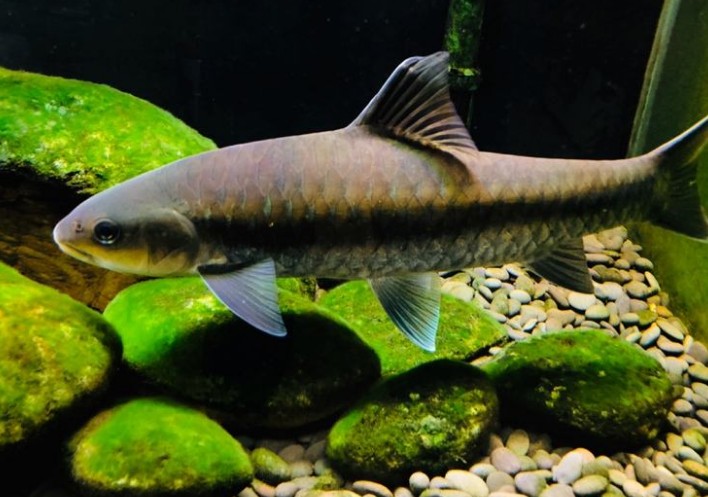 養吉羅魚要多大的魚缸