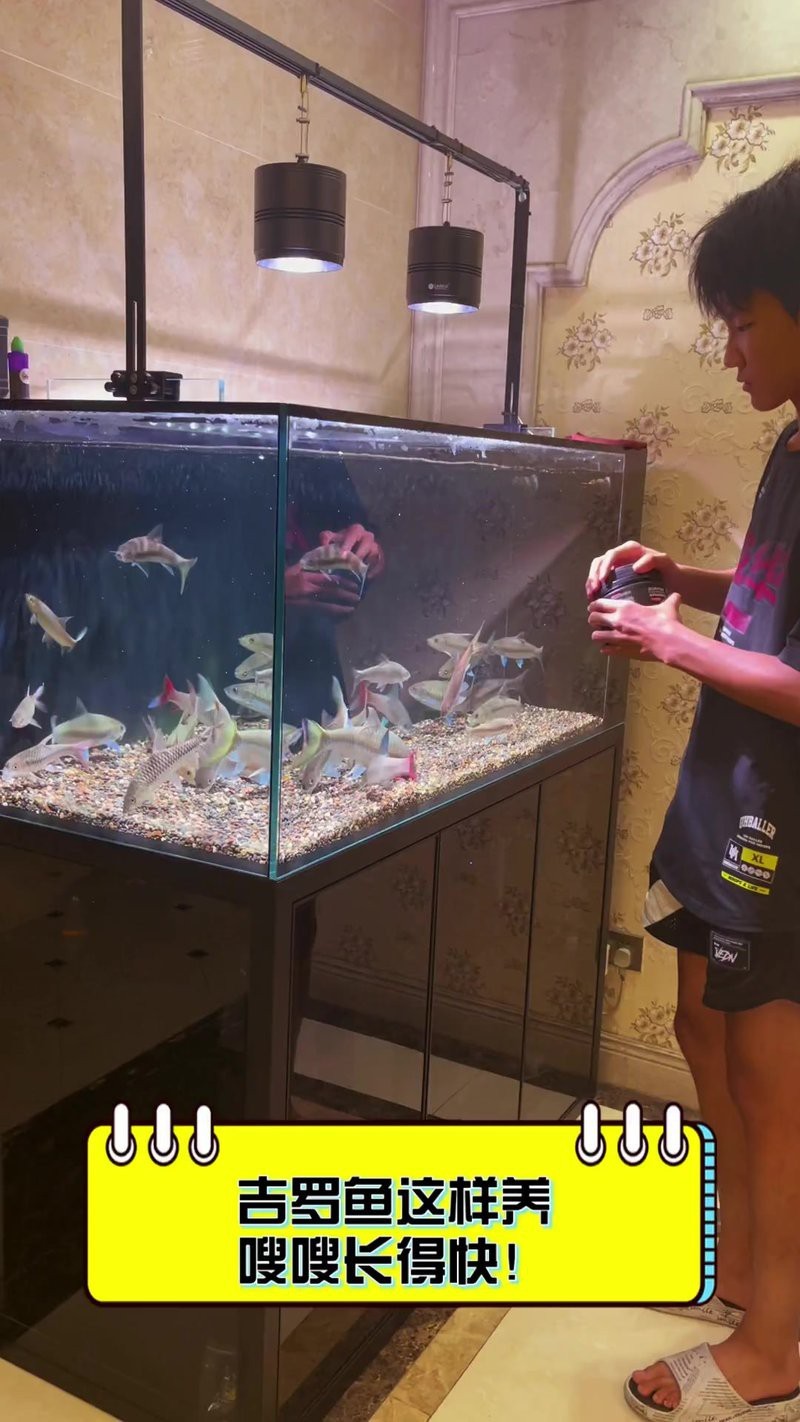 養吉羅魚要多大的魚缸