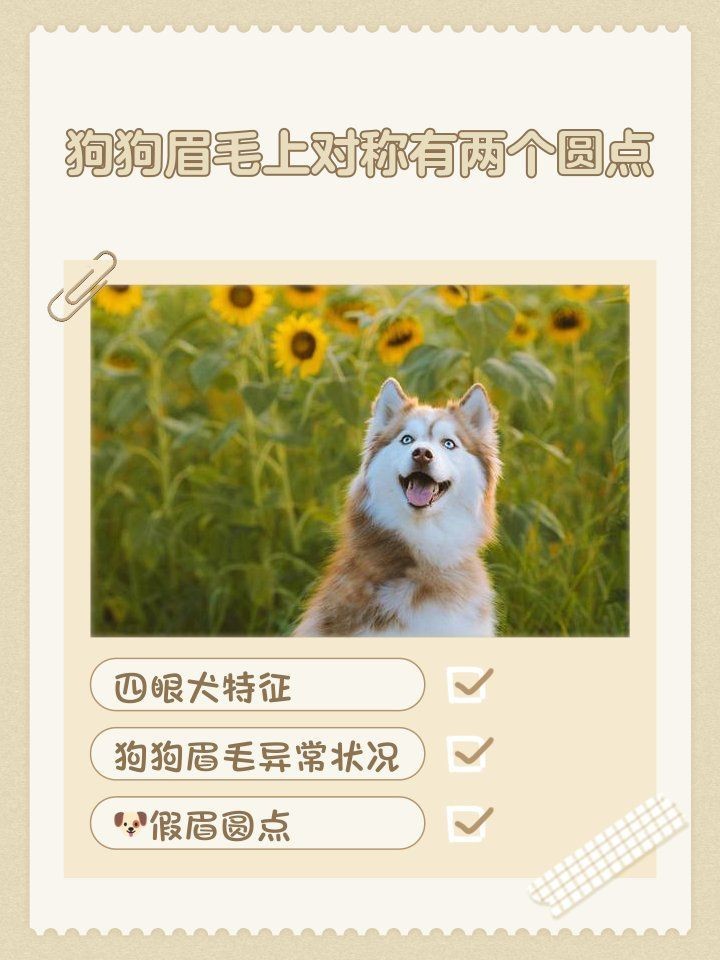 狗頭上有兩個圓點