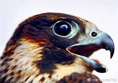 老鷹擺件最忌三個地方