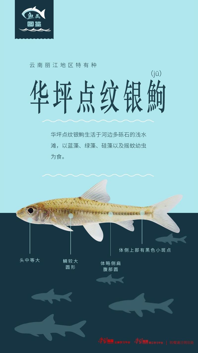 點紋銀鮈魚