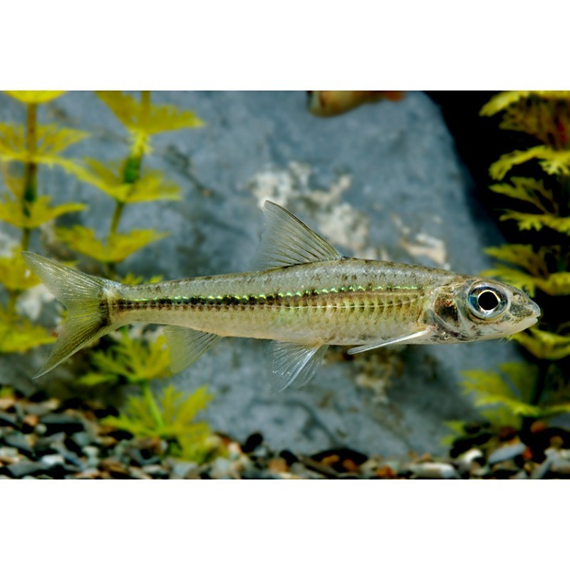 點紋銀鮈魚
