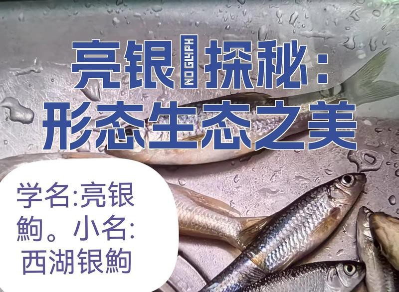 點紋銀鮈魚
