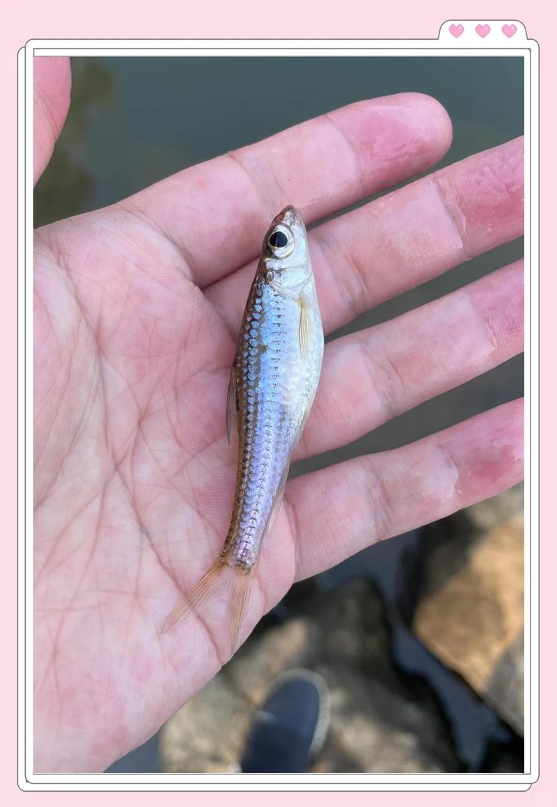 點紋銀鮈魚